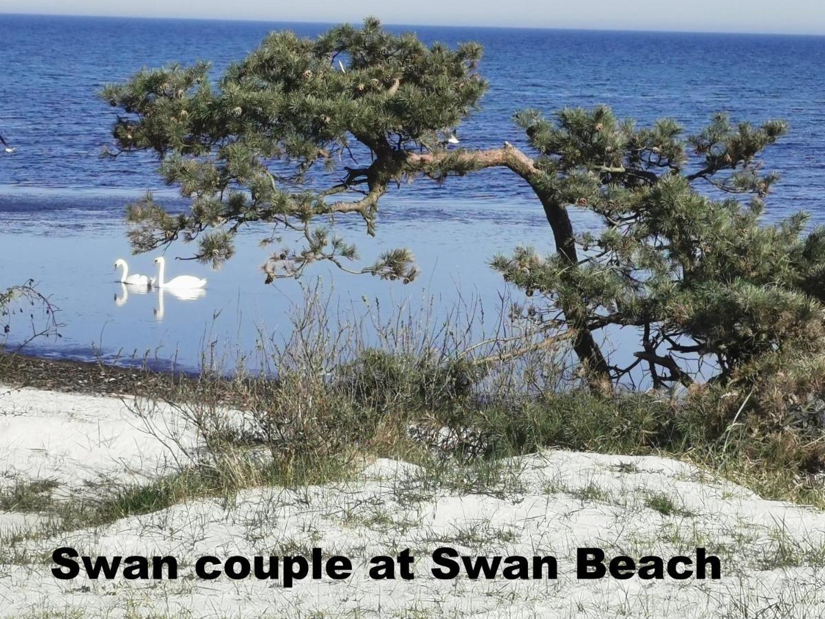 The Fig Studio - "Den Gule Svane" Guest House - Near Ronne & Beach Exteriér fotografie